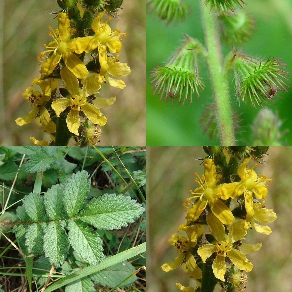 Agrimony