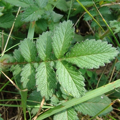 Agrimony