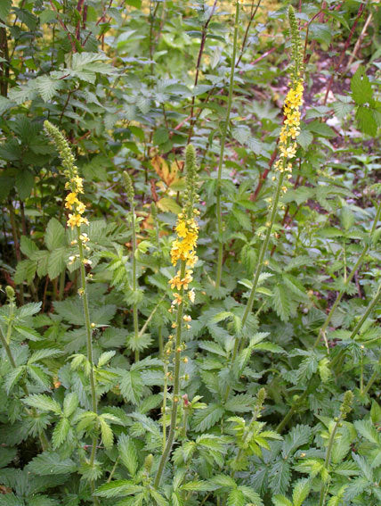 Agrimony