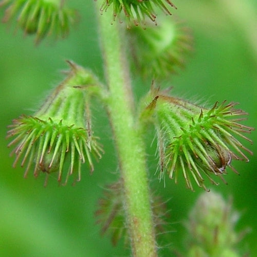 Agrimony