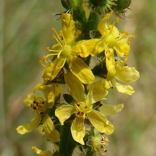 Agrimony