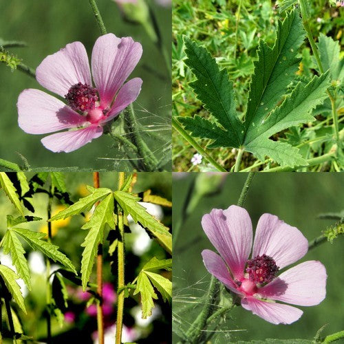 Althaea cannabina