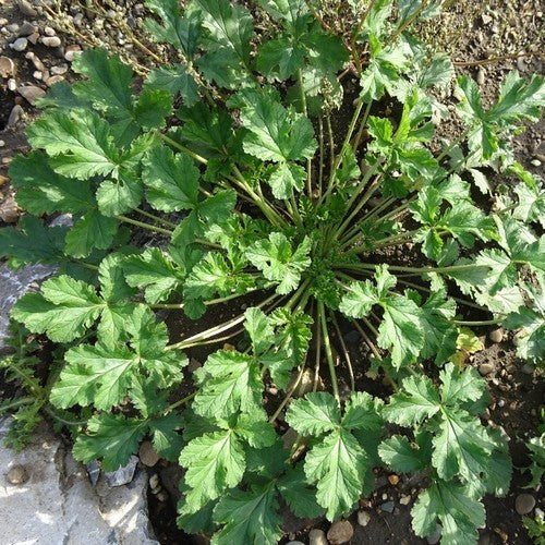 Althaea cannabina