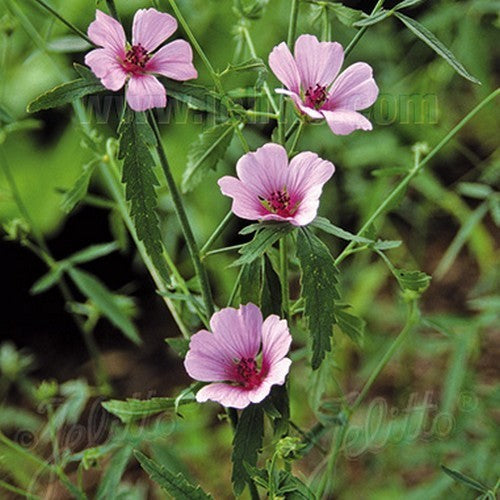 Althaea cannabina