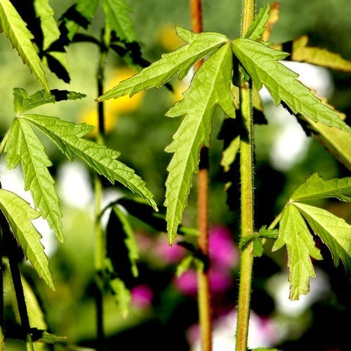 Althaea cannabina