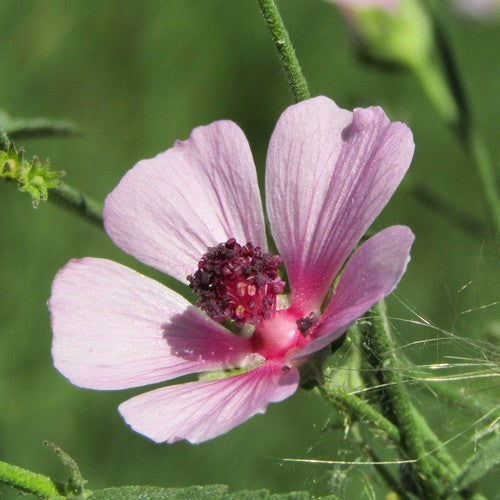 Althaea cannabina