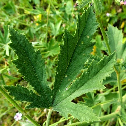 Althaea cannabina