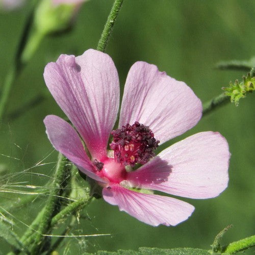 Althaea cannabina