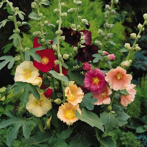 Alcea ficifolia 'Antwerp Mixed'