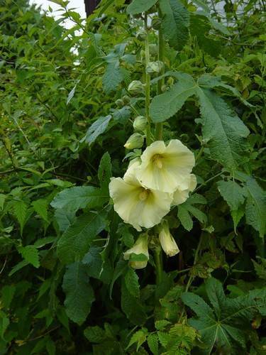 Alcea ficifolia 'Antwerp Mixed'