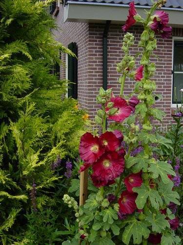 Alcea ficifolia 'Antwerp Mixed'