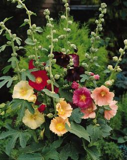 Alcea ficifolia 'Antwerp Mixed'