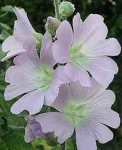 Alcea pallida