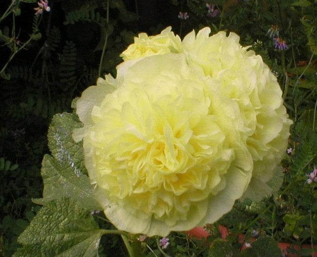 Alcea rosea 'Chaters Goudgeel'