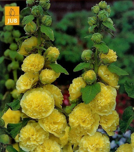 Alcea rosea 'Chaters Goudgeel'