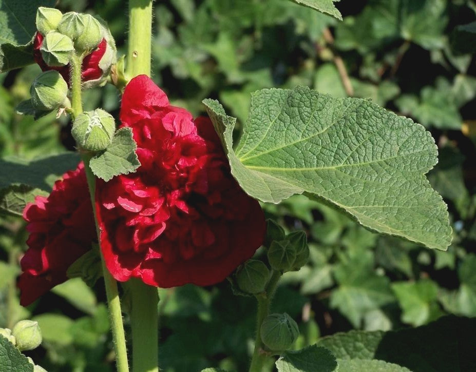 Alcea rosea 'Chaters Scarlet'