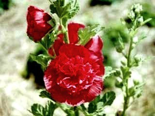 Alcea rosea 'Chaters Scarlet'