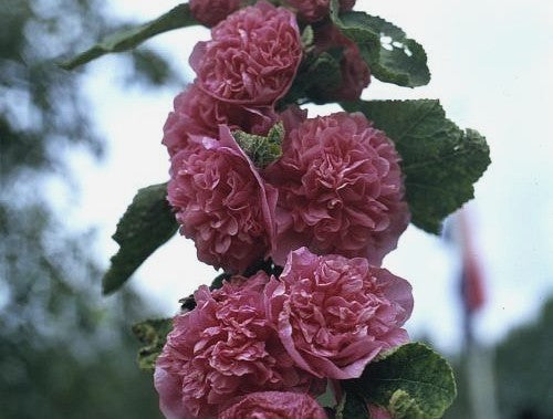 Alcea rosea 'Chaters Chamois Rose'