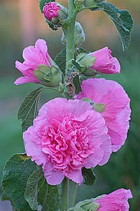 Alcea rosea 'Chaters Chamois Rose'