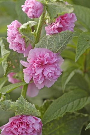 Alcea rosea 'Chaters Chamois Rose'