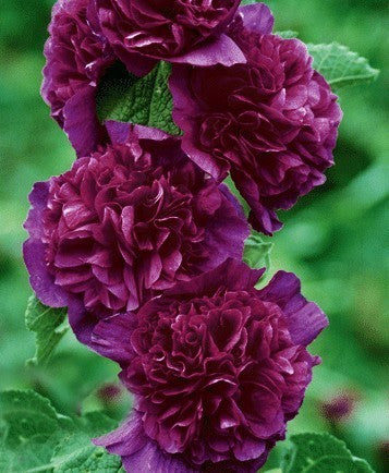 Alcea rosea 'Chaters Maroon'
