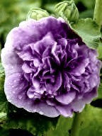 Alcea rosea 'Chaters Maroon'