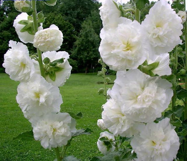 Alcea rosea 'Chaters Wit'