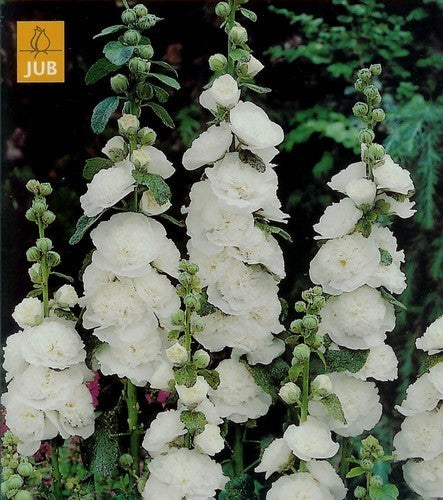 Alcea rosea 'Chaters Wit'