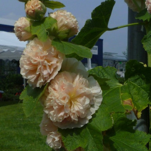 Alcea rosea 'Chaters Zalm' / 'Peaches'N Dreams''
