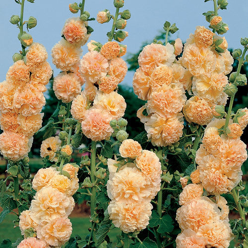 Alcea rosea 'Chaters Zalm' / 'Peaches'N Dreams''