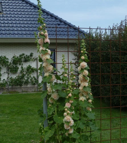Alcea rosea 'Chaters Zalm' / 'Peaches'N Dreams''
