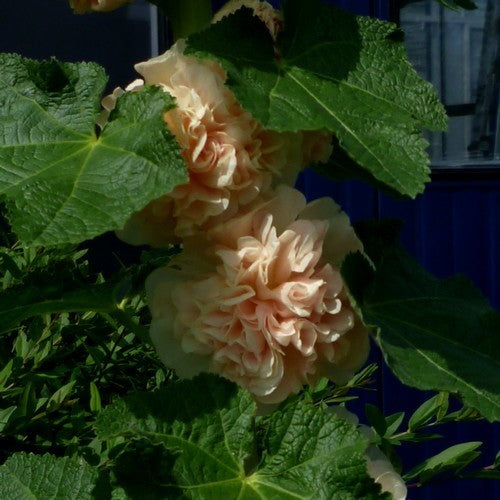 Alcea rosea 'Chaters Zalm' / 'Peaches'N Dreams''