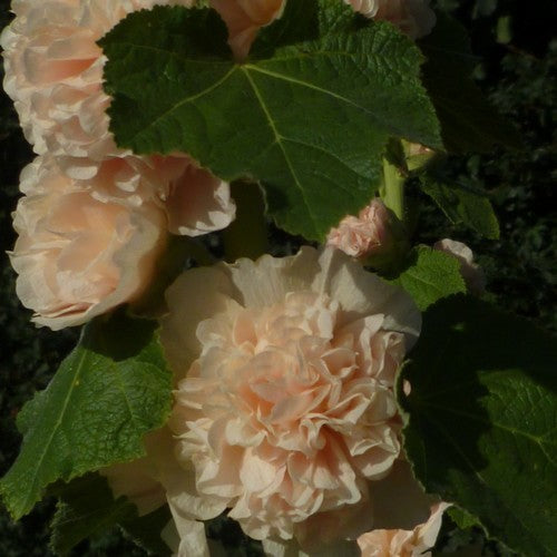 Alcea rosea 'Chaters Zalm' / 'Peaches'N Dreams''
