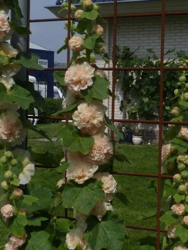 Alcea rosea 'Chaters Zalm' / 'Peaches'N Dreams''