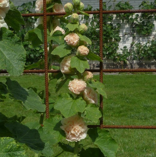 Alcea rosea 'Chaters Zalm' / 'Peaches'N Dreams''
