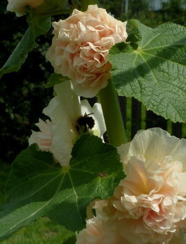 Alcea rosea 'Chaters Zalm' / 'Peaches'N Dreams''