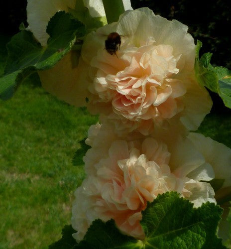 Alcea rosea 'Chaters Zalm' / 'Peaches'N Dreams''