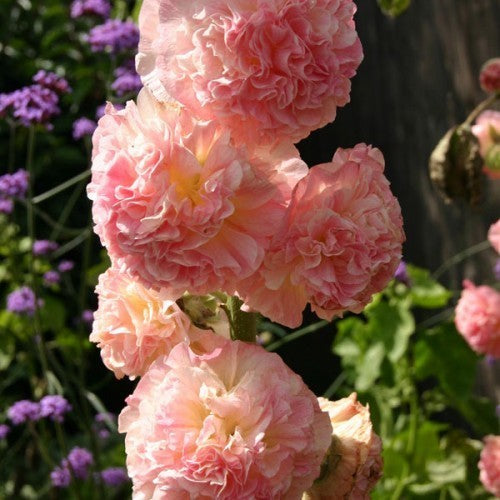Alcea rosea 'Chaters Zalm' / 'Peaches'N Dreams''
