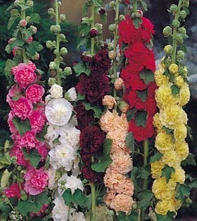 Alcea rosea 'Chaters Mixed'