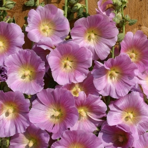 Alcea rosea 'Radiant Rose'