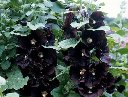 Alcea rosea 'Nigra'