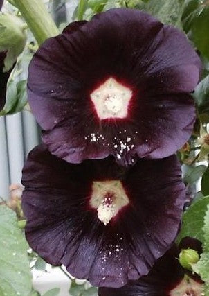 Alcea rosea 'Nigra'