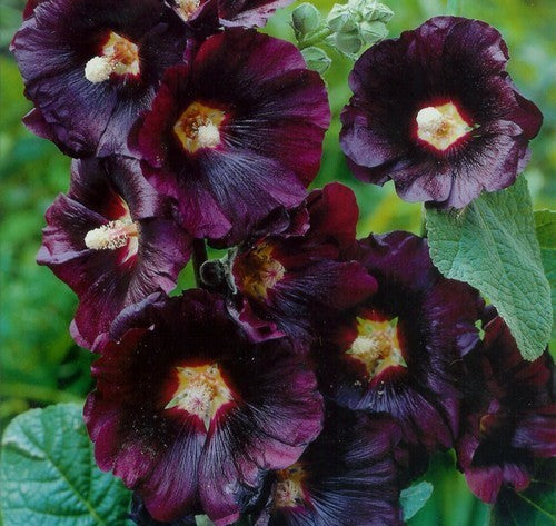 Alcea rosea 'Nigra'