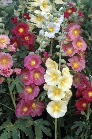 Alcea rosea 'Giant Single Mixed'