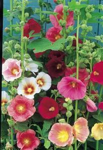 Alcea rosea 'Giant Single Mixed'