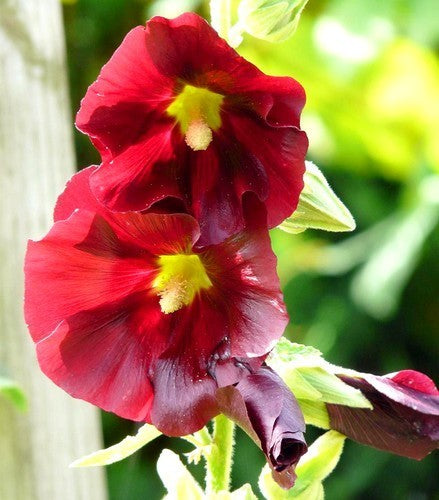 Alcea rosea 'Spotlight Mars Magic'