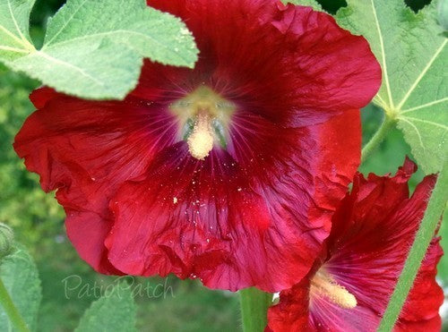 Alcea rosea 'Spotlight Mars Magic'