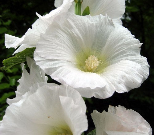 Alcea rosea 'Spotlight Polarstar'