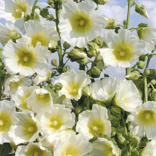 Alcea rosea 'Spotlight Polarstar'