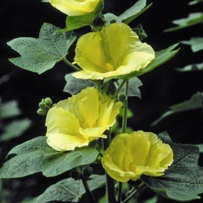 Alcea rosea 'Spotlight Sunshine'